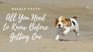 Facts About Beagle Dogs 101-All You Need to Know