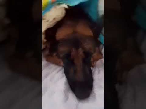 dog2