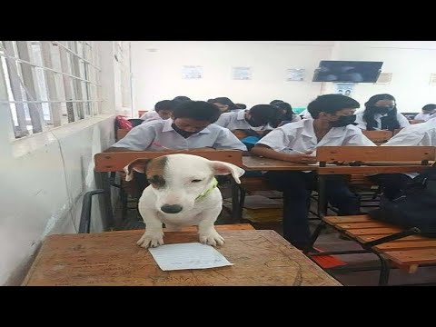 Try Not To Laugh Challenge 💀 (Part 27)