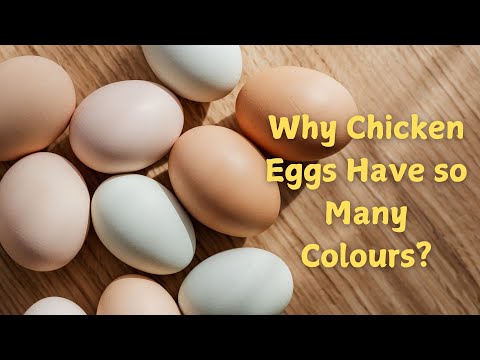 Why Chicken Eggs Come in Different Colors?