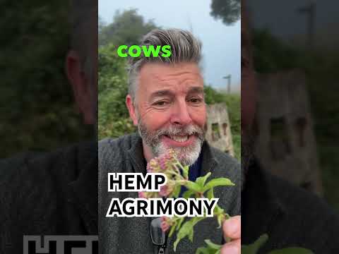 Hemp Agrimony - not gonna get you high! #poisonousflowers