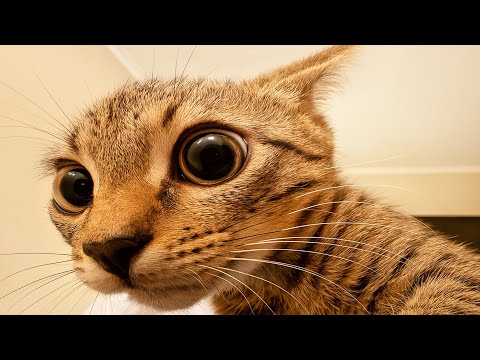 these cats do whatever they want