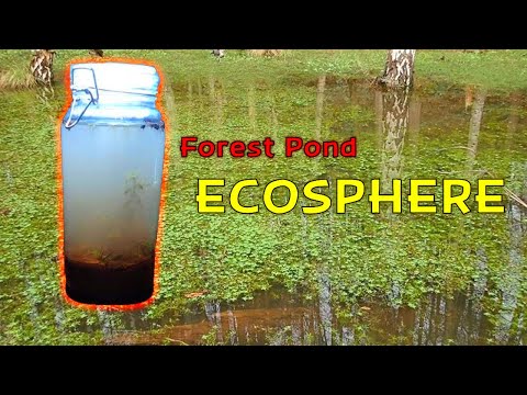 Creating a Woodland Pond Ecosphere