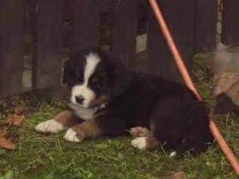 Aron-our dog