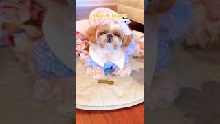 I want to stay with you❤️#shorts #cute #shihtzu #dog #doglover #puppy