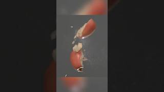 Exploding An Apple Without Touching It