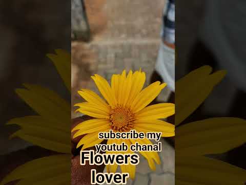 #flawers #love #shorts #song #entertainment #trending