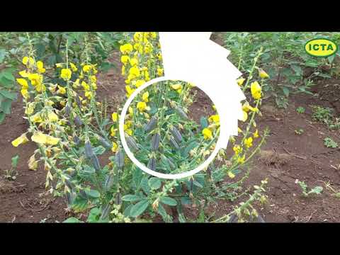 Crotalaria, abono verde para recuperar el componente orgánico del suelo