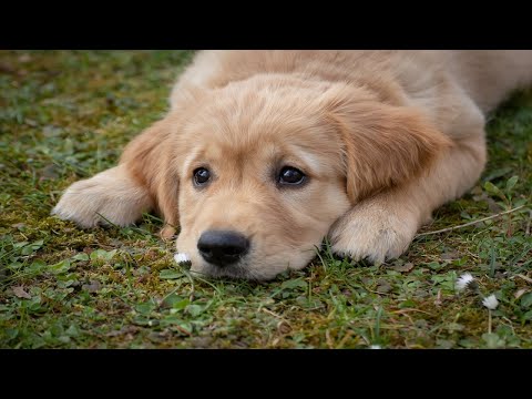 (2분 정보) 우리집 강아지 고양이는 잠을 많이 자는데 정상인가요?