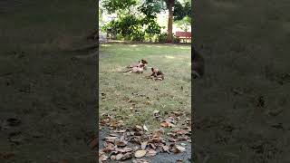 Dog family enjoying the day #shorts #cute #doglover #viral #trending #dogs #cutedog #dogvideos #love