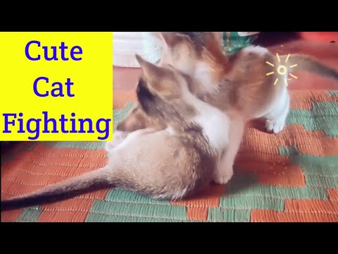 Baby cats fighting / kittens