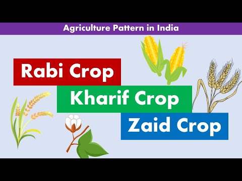 Rabi Crops | Kharif Crops | Zaid Crops | Differences Between Rabi, and Kharif Crops @AAtoonsStudy