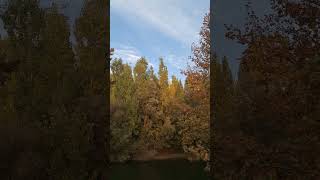 River and Pines 🌲🌊 | The Sound of Nature and Hooshang Ebtehaj’s Poetry #iran#tr #travel #trand