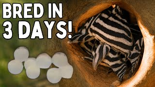 How to Breed Zebra Plecos (It Works!)