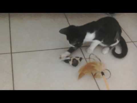 Roz playing with Lucy