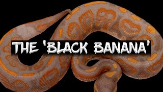 Taking the Banana Ball Python to the Dark Side!