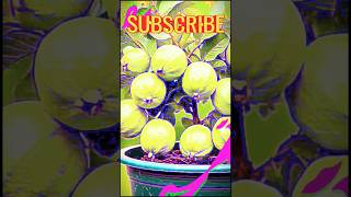 guava,how to grow guava#guava #fruittree #gardening #propagate_guava_tree #best_technique #gardening
