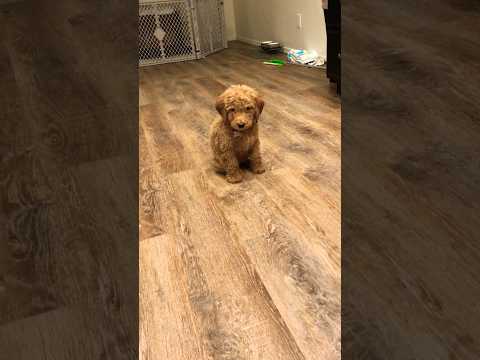 Baby Dog Barking! #cutepuppy #viral #shorts