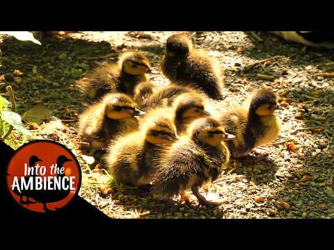 Feeding Birds, Ducks, Baby Ducks, Squirrels - Nature Relaxation Video - No Music - 4K
