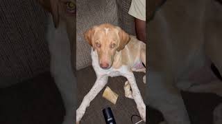#puppy #cutedog #dog #funny #dogs #doglife #dogsofinstagram #dogstagram #cute
