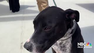 New Dog Friendly Restaurant Opens in Palm Springs