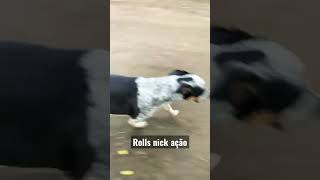 #brazilianjiujitsu #dog #americanbully #alegria #jiujitsulifestyle #cafevlog #machinevlog #vlog