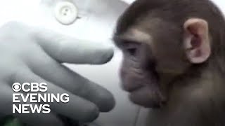 Researchers say COVID-19 vaccine effective in monkey tests