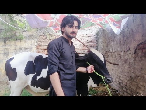 Bail khareed Liya 140k ka! Mashllah