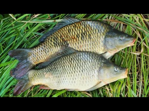 Big fish 🐡 and 🐟🐟🐟