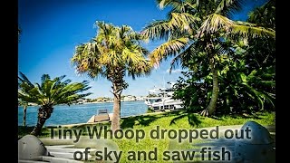 Dropped out sky. Saw fish. Tiny Whoop flying back yard #drone #quadcopter