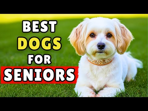 15 Dog Breeds PERFECT for Seniors (Some May Surprise You)