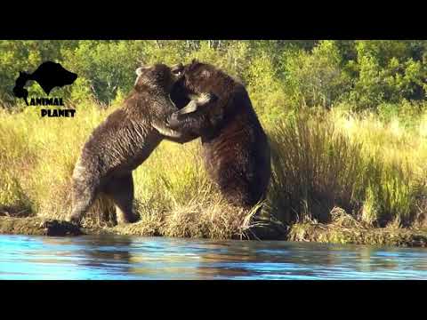 Bears fighting video