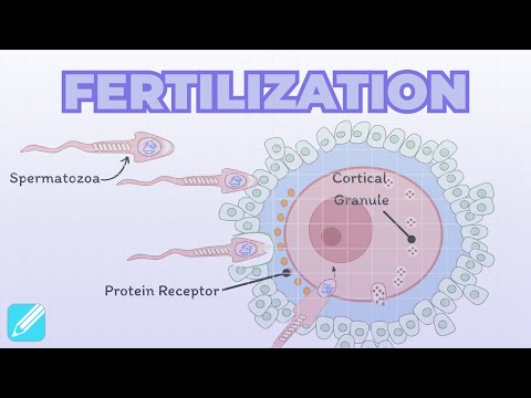 Fertilization | Reproductive System