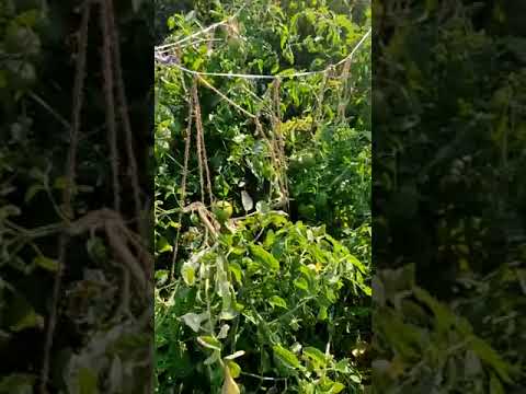Organic tomato risekisan  farm