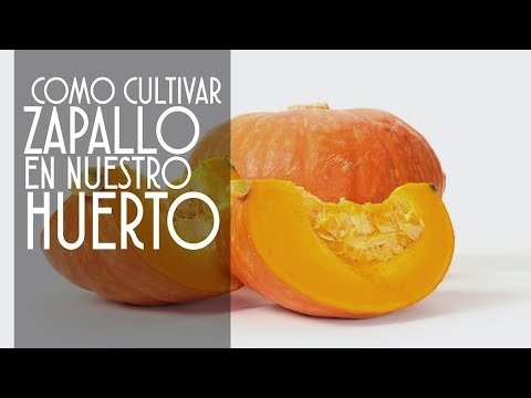 Como cultivar zapallos en el  huerto/ #quedateencasa