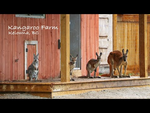 Kangaroo Farm Kelowna