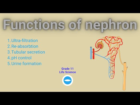 Functions of nephron | Excretion in human | Life science Grade 11