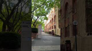 Haymarket TAFE #jacaranda #sydneywalk #sydney #walkinginsydney #sydneysuburbs  #sydneywalktour