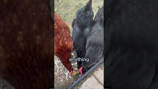 Chicken is a Bad Idea! Horror Chickens 😱 #shorts #petchickens #funnychicken
