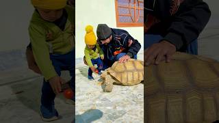 Cute Sherry Giving Tamato To His Pet #shorts #ytshorts #trending #pets #petcare #petlovers #cute