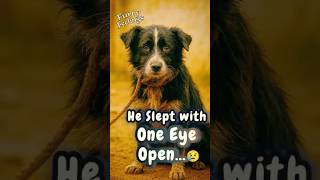 He Slept with One Eye Open 😢 | Dog Rescue Story #DogRescue #AdoptDontShop
