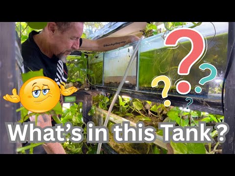 What's in this Tank ?