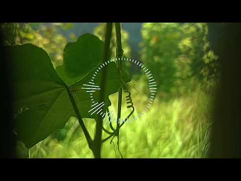 Watching Leaves and Little Lives