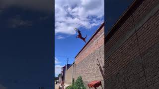 Dog's Amazing Aerial Jump #doglover #pitbull #amazing