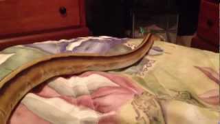 Baby Genetic Stripe Ball Python