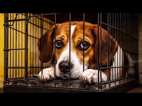 AI Told Me To RE-HOME My Dog... So I Am. - TAP S1E4