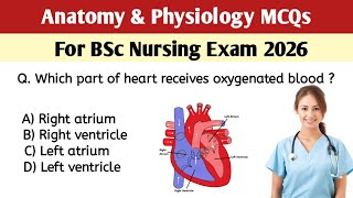 Anatomy & Physiology MCQs for BSc Nursing Exam 2026 |Anatomy & physiology mcqs| nursing mcqs 2026