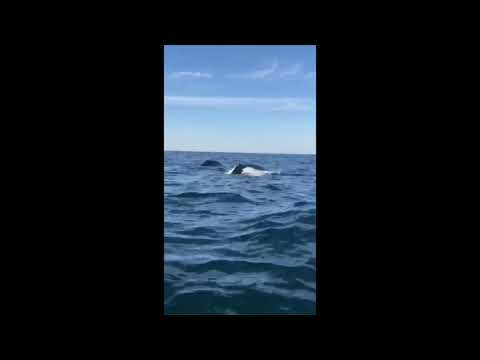 Double Whale Tail