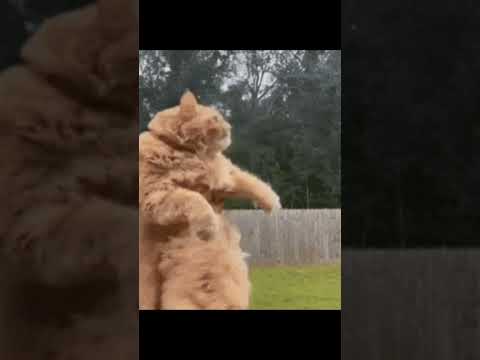 Fire and Ash #memes #fyp #cat