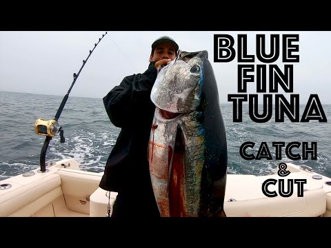 Fishing BLUE FIN TUNA Catch and CUT in Martha's Vineyard Black Out Charters
